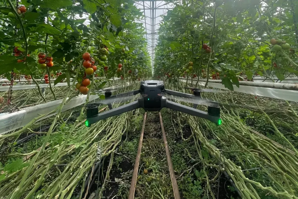 Drone vliegt tussen de tomatenplanten in een kas