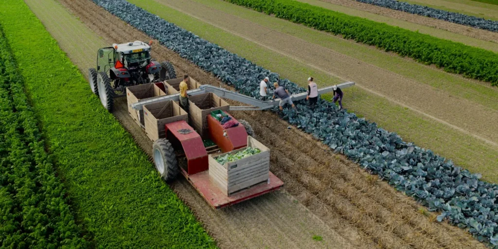 Rode kool oogst akkerbouw drone foto agri aerial